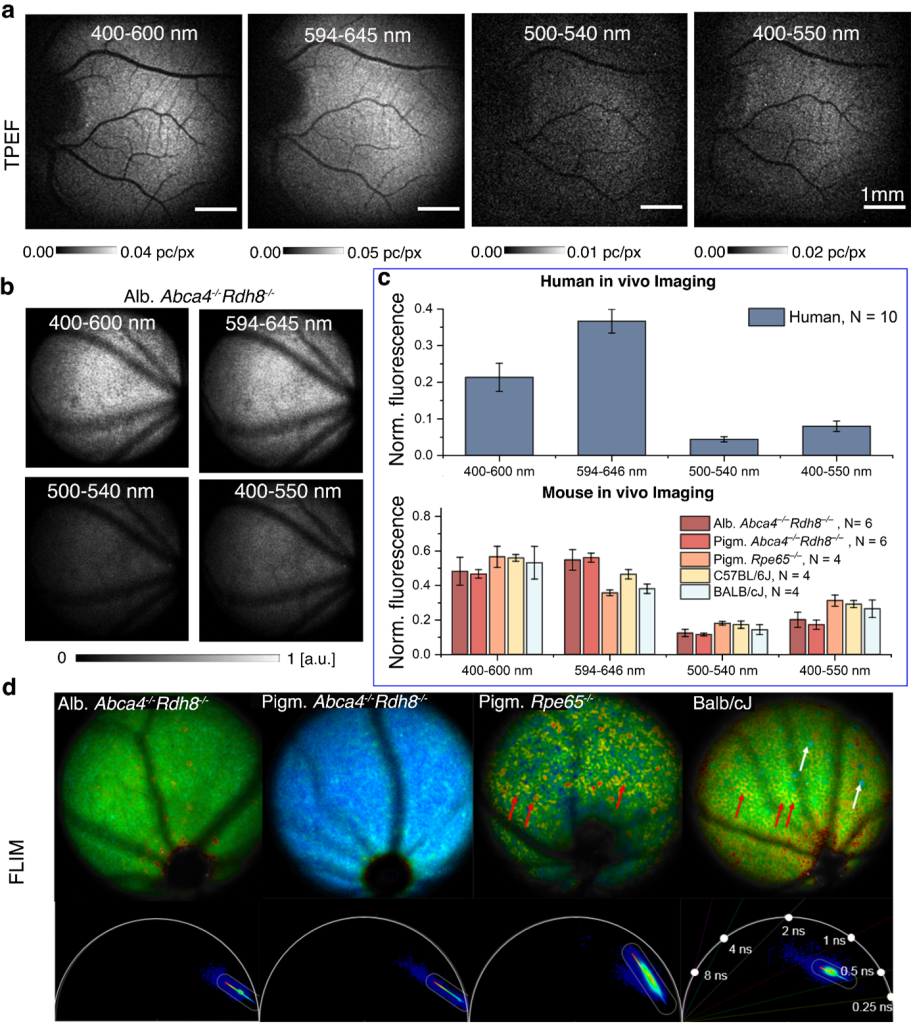 Figure 1: a Example TPEF images of the human retina with different spectra filter on PMT detector. b The same but for mice retina. c Comparison of fluorescence signal intensity for different spectra filter both for humans and several mice models. d FLIM images along with phasor plot representations.